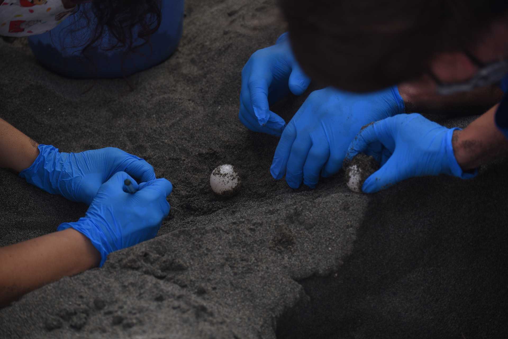 Una tartaruga marina deposita le sue uova a Ostia